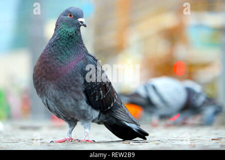 Pigeon (Columba livia domestica) assis sur les pavés en face de bâtiments floue à Berlin Banque D'Images