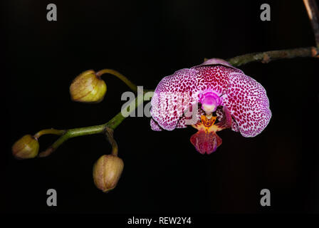 Portrait d'une petite orchidée, fleur mauve, attaché à la direction générale avec d'autres fleurs qui n'ont pas encore a fleuri Banque D'Images