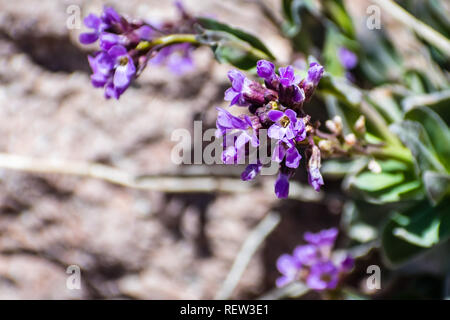 Le polystic de Rockcress (Boechera lemmonii) en fleurs fleurs sauvages sur les pentes de Lassen Volcanic National Park, Californie du Nord Banque D'Images