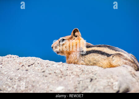 Voir le profil de chipmunk mignon sur le dessus d'un rocher dans le parc volcanique de Lassen National Park, Californie du Nord Banque D'Images