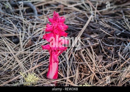 Usine de neige (Sarcodes sanguinea) blooming with dans Lassen Volcanic National Park, Californie du nord Banque D'Images