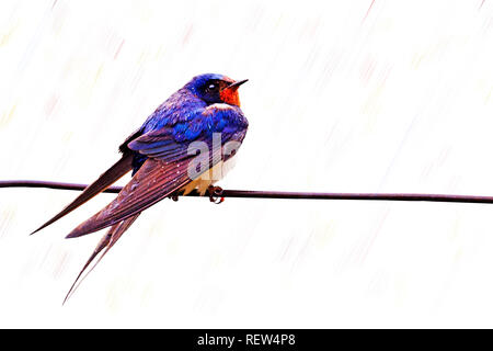 Avaler sur un fil dans la pluie couleur Banque D'Images