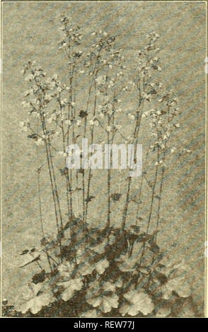 . Dreer's Liste des prix de gros pour les fleuristes. Ampoules (plantes) ; Catalogues Catalogues de graines de fleurs ; pépinières (Horticulture) ; Catalogues Catalogues de fournitures et de matériel de jardinage. Helleborus-Noël Rose Helleborus niger rose de Noël. Strong, 3 ans, des agrégats, 75c chaque ; 7,50 $ par douz. Hemerocallis Hémérocalle jaune pour douz. Par 100 Flava (jaune lis du jour) $200 $1200 Fulva Hémérocalle fauve (2) 00 12 00 Kwanso fl. pi, (Double Journée Orange Lily) 2 00 12 00 Middendorfla. (M. Regel's) 2 00 12 00 00 12 00 2 Thunbergi géant Hemerocallis hybride mixte Nous sommes en mesure d'offrir un grand nombre de plantes de la gigantesque Hy Banque D'Images
