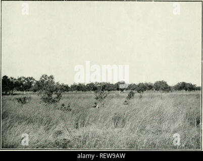 . L'UEM. Les oiseaux -- Périodiques ; Les oiseaux -- Australasie périodiques. L'EiMU. Tome XXII. LXVI LA PLAQUE. Les trois voitures dans l'herbe longue "Mitchell", a déclaré l'un des meilleurs herbes dans le monde ; un de la hanter Coucal Faisan (Centropus phosiaii je n us). Veuillez noter que ces images sont extraites de la page numérisée des images qui peuvent avoir été retouchées numériquement pour plus de lisibilité - coloration et l'aspect de ces illustrations ne peut pas parfaitement ressembler à l'œuvre originale.. Australasian Ornithologists' Union ; Royal Australasian Ornithologists' Union. Melbourne : Australasian Ornithologi Banque D'Images