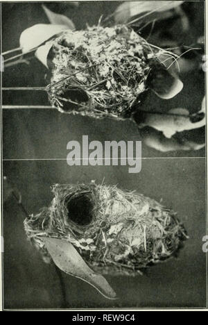 . L'UEM. Les oiseaux -- Périodiques ; Les oiseaux -- Australasie périodiques. L'EMU, Vol XXli. LXXVI de la plaque.. Â ^ o 3 T3 .S 111 - ss 0) '^. Veuillez noter que ces images sont extraites de la page numérisée des images qui peuvent avoir été retouchées numériquement pour plus de lisibilité - coloration et l'aspect de ces illustrations ne peut pas parfaitement ressembler à l'œuvre originale.. Australasian Ornithologists' Union ; Royal Australasian Ornithologists' Union. Melbourne : Australasian Ornithologists' Union Banque D'Images