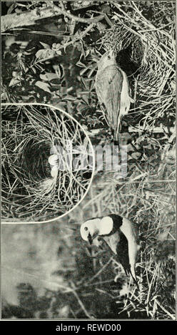 . L'UEM. Les oiseaux -- Périodiques ; Les oiseaux -- Australasie périodiques. L'Emu, VoL 19. LX LA PLAQUE. Veuillez noter que ces images sont extraites de la page numérisée des images qui peuvent avoir été retouchées numériquement pour plus de lisibilité - coloration et l'aspect de ces illustrations ne peut pas parfaitement ressembler à l'œuvre originale.. Australasian Ornithologists' Union ; Royal Australasian Ornithologists' Union. Melbourne : Australasian Ornithologists' Union Banque D'Images