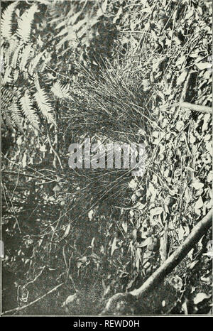. L'UEM. Les oiseaux -- Périodiques ; Les oiseaux -- Australasie périodiques. L'Emu, Tome XIX. *** La plaque. Veuillez noter que ces images sont extraites de la page numérisée des images qui peuvent avoir été retouchées numériquement pour plus de lisibilité - coloration et l'aspect de ces illustrations ne peut pas parfaitement ressembler à l'œuvre originale.. Australasian Ornithologists' Union ; Royal Australasian Ornithologists' Union. Melbourne : Australasian Ornithologists' Union Banque D'Images
