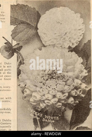 . Dreer's Liste des prix de gros / Henry A. Dreer.. Catalogue des pépinières. DAHLIA SPÉCIAL Grand CATALOGUE 19 Les dix sortes de dahlias géants licre offerts sont, sans exception, le plus grand le plus parfait de l'anc}- double Dahlias fleurs cultivées, les fleurs de l'ensemble d'entre eux atteindre une taille de cinq à six pouces de diamètre sous culture ordinaire. Comme les fleurs coupées pour des vases qu'ils sont d'une valeur exceptionnelle, tous ayant de longues tiges, et sont extrêmement efficaces et prennent beaucoup de temps en bon état. Géant de Cuba. D'immenses fleurs en forme de boule lumineuse de couleur bordeaux, libre et au début. Dreer est blanc. Présenté par nous dans 19 Banque D'Images