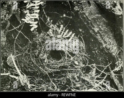 . L'UEM. Les oiseaux -- Périodiques ; Les oiseaux -- Australasie périodiques. L'EiML" tome XI. XXIII LA PLAQUE. Nest ot J&lt;irtcinan AccuilhidositUi (chloris). Veuillez noter que ces images sont extraites de la page numérisée des images qui peuvent avoir été retouchées numériquement pour plus de lisibilité - coloration et l'aspect de ces illustrations ne peut pas parfaitement ressembler à l'œuvre originale.. Australasian Ornithologists' Union ; Royal Australasian Ornithologists' Union. Melbourne : Australasian Ornithologists' Union Banque D'Images