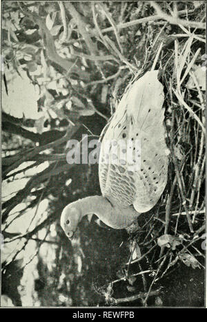 . L'UEM. Les oiseaux -- Périodiques ; Les oiseaux -- Australasie périodiques. L'Emu, Tome XL. Veuillez noter que ces images sont extraites de la page numérisée des images qui peuvent avoir été retouchées numériquement pour plus de lisibilité - coloration et l'aspect de ces illustrations ne peut pas parfaitement ressembler à l'œuvre originale.. Australasian Ornithologists' Union ; Royal Australasian Ornithologists' Union. Melbourne : Australasian Ornithologists' Union Banque D'Images