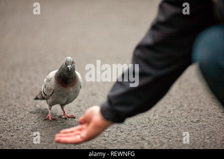 Personne à genoux pour nourrir un pigeon à la main. Banque D'Images