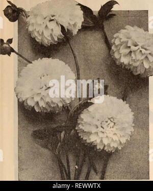 . Dreer's Liste des prix de gros / Henry A. Dreer.. Catalogue des pépinières. HENRY A. DREER. PHILADELPHIA, PA.. Liste des prix de gros 27. POMPON DOUBLE DAHLIAS Dahlias Pompon Double Annie Doncaster. Jaune clair, baigné de Arthur rose Kerley. Crimsoh violacée, très libre. Biumenreich. Ambre profond, baigné de rouge. Catherine. Primrose bien formé-jaune. L'obscurité. Velouté profond-marron, Joseph Lambert. Un flowerinfr gratuit splendide jaune. Kleine Domitea. Buff Orange ; toujours en fleurs. Peu de Bessie. Blanc crème, en piquants de près. Peu d'Herman. Carmine, à l'ombre profonde, grenat embout blanc. Peu de naïade. Wh Banque D'Images