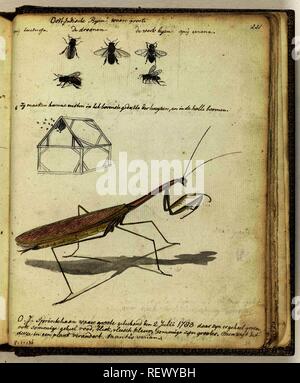 Indien de l'abeilles et grasshopper. Rapporteur pour avis : Jan Brandes. Dating : 2-jui-1783. Lieu : Jakarta. Dimensions : H 195 mm × W 155 mm. Musée : Rijksmuseum, Amsterdam. Banque D'Images