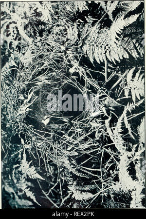 . L'UEM. Les oiseaux -- Périodiques ; Les oiseaux -- Australasie périodiques. L'Emu, Vol. T IX. LA PLAQUE. Veuillez noter que ces images sont extraites de la page numérisée des images qui peuvent avoir été retouchées numériquement pour plus de lisibilité - coloration et l'aspect de ces illustrations ne peut pas parfaitement ressembler à l'œuvre originale.. Australasian Ornithologists' Union ; Royal Australasian Ornithologists' Union. Melbourne : Australasian Ornithologists' Union Banque D'Images