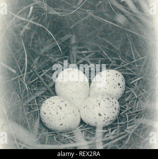 . L'UEM. Les oiseaux -- Périodiques ; Les oiseaux -- Australasie périodiques. L'Emu, Tome II. C. LA PLAQUE. Oeufs de caille à dos (Tiirnix castanonota). À PARTIR D'UNE PHOTO. Par D. LE SOUEF.. Veuillez noter que ces images sont extraites de la page numérisée des images qui peuvent avoir été retouchées numériquement pour plus de lisibilité - coloration et l'aspect de ces illustrations ne peut pas parfaitement ressembler à l'œuvre originale.. Australasian Ornithologists' Union ; Royal Australasian Ornithologists' Union. Melbourne : Australasian Ornithologists' Union Banque D'Images