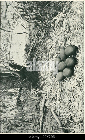 . L'UEM. Les oiseaux -- Périodiques ; Les oiseaux -- Australasie périodiques. L'Emu, Tome II. I. LA PLAQUE. Veuillez noter que ces images sont extraites de la page numérisée des images qui peuvent avoir été retouchées numériquement pour plus de lisibilité - coloration et l'aspect de ces illustrations ne peut pas parfaitement ressembler à l'œuvre originale.. Australasian Ornithologists' Union ; Royal Australasian Ornithologists' Union. Melbourne : Australasian Ornithologists' Union Banque D'Images