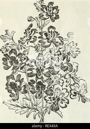 . Dreer's Liste des prix de gros : graines pour les fleuristes, plantes pour les fleuristes, les ampoules pour les fleuristes, de semences de légumes, de fongicides, d'engrais, insecticides, met en œuvre, divers articles, etc. Les ampoules (plantes) ; les catalogues de graines de fleurs, graines de légumes Catalogues Catalogues ; pépinières (Horticulture) ; catalogues de matériel et fournitures de jardinage outils de jardin ; Catalogues Catalogues. 12 Henry A. DREER, Philadelphie, PA., LISTE DES PRIX DE GROS. Salvia SCHIZANTHUS. (Sage) Le Sage écarlate" se situe très près du sommet dans les plantes à massifs. Nous offrons seulement les meilleurs t&gt ;'pse, chacun étant tout à fait distinctes. Tr. pkt. Oi. Sp Banque D'Images