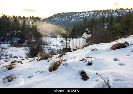 Petit chien debout sur une colline couverte de neige avec forêt en arrière-plan Banque D'Images