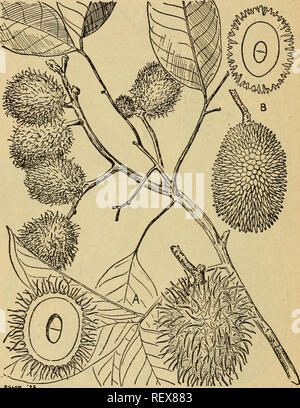 . Les plantes alimentaires d'urgence et les plantes toxiques des îles du Pacifique. -- Les plantes comestibles, les îles du Pacifique ; les plantes vénéneuses. 22 Corps Idnsa, quartier-maître, l'IDSA Skånevik, Idsat, lasdte rdsak, aha, Idwak rihat,,,,, laldtsat lehat lainsa, lasdtol lakdole nasdte,,, Idngsep tjeloring, duku, dukem, lukdma lukem,,, ddnsot rdnso lonsong,,.. Figure 67.-A, {Ramboutan Nephelium lappaceum) ; B, Pulusan {Nephelium mutabile). i. La goyave (Psidium guajava) .-c'est un petit arbuste ou arbre qui croît de 5 à 15 pieds de haut, souvent abondant, mais jamais trouvés dans les vraies forêts. Il a des fleurs blanc verdâtre pâle et o Banque D'Images