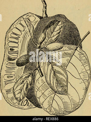 . Les plantes alimentaires d'urgence et les plantes toxiques des îles du Pacifique. -- Les plantes comestibles, les îles du Pacifique ; les plantes vénéneuses. Les plantes alimentaires d'urgence et 22 plantes toxiques consommés crus. Les grosses graines doivent être bouillies ou rôties avant de manger. Noms locaux : peusar tampunai Kosar,,,,, tampunik keledang mandalika, purin, tdwan.. eiLMII «EST Figure 64.-{Artocarpics fruits Jak heterophylla). g. Ramboutan (Nephelium lappaceum) et (Pulusan mutaUle Nephe- Hum).-Ces arbres d'assez grande taille sont habituellement activée culti, mais le Pulusan est parfois trouvée dans les forêts. Les fruits rouges sont une caractéristique Banque D'Images