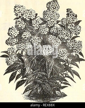 . Dreer's Liste des prix de gros numéro d'automne de septembre à décembre 1901 : bulbes de fleurs et de légumes plantes semences, engrais, outils, insecticides etc. bulbes (plantes) ; les catalogues de graines de fleurs, graines de légumes Catalogues Catalogues ; pépinières (Horticulture) Catalogues. CYCAS REVOLUTA. PEUTZIA LEMOINEI. Deutzia Lemoinei. Deutzia Lemoinei est maintenant une norme obligeant la variété, et quand sera sans doute mieux connu supplanter entièrement Deutzia gracilis à cette fin. Il n'est pas seulement utile pour forcer, mais il est tout aussi bon pour le jardin, d'être aussi résistante que le type, tandis que ses fleurs sont trois fois Banque D'Images