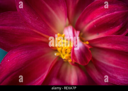 Macro photo de dahlia rouge Banque D'Images