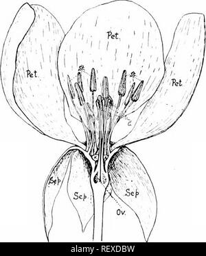 . Botanique de la plante vivante. La botanique. L'INFLORESCENCE, ET LA FLEUR 221 (i) les sépales, qui sont les plus bas et les parties. Ils sont habituellement à une feuille, être ferme et verte dans la texture. Ils constituent le calice, l'office n'est protecteur à l'intérieur du jeune bud (Fig. i68, sept.). (2) Pétales, qui se trouvent à l'interne pour eux, et sont généralement délicat dans la texture et dans la teinte. Ils constituent la corolle, et servir principalement pour attirer l'attention, de par la couleur et le parfum (Fig. 168, Pet.).. Fig. 168. Section verticale à travers une fleur du coing, Rosaceac {Cydonia). s^^/* -sépales Banque D'Images