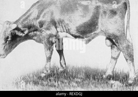 . Le vétérinaire de l'agriculteur : un traité pratique sur les maladies de stocks agricoles . La médecine vétérinaire. '"Si. ^  % ' C '^. Veuillez noter que ces images sont extraites de la page numérisée des images qui peuvent avoir été retouchées numériquement pour plus de lisibilité - coloration et l'aspect de ces illustrations ne peut pas parfaitement ressembler à l'œuvre originale.. Burkett, Charles William, 1873-. New York : Orange Judd Banque D'Images