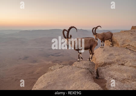 Deux des bouquetins sur la falaise au cratère de Ramon dans le désert du Néguev à Mitzpe Ramon, Israël Banque D'Images