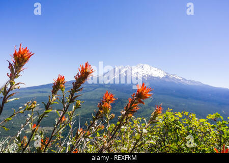 Indian paintbrush (Castilleja) fleurs sauvages fleurissent dans le comté de Siskiyou, Mont Shasta visible à l'arrière-plan, en Californie Banque D'Images