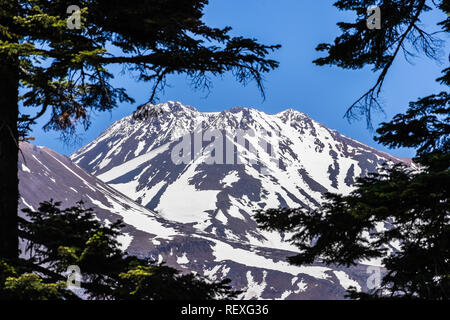 Le sommet enneigé du mont Shasta encadré par les arbres à feuilles persistantes sur une journée ensoleillée, en Californie Banque D'Images