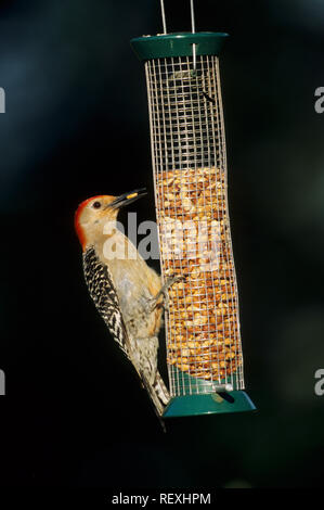 01196-01613 Pic à ventre roux (Melanerpes carolinus) mâle à Marion et Co. IL Banque D'Images