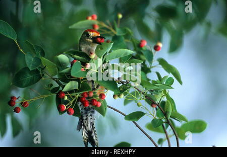 01196-02019 Pic à ventre roux (Melanerpes carolinus) hommes mangeant l'amélanchier, Marion Co. IL Banque D'Images