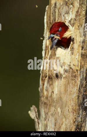 01197-02402 Pic à tête rouge (Melanerpes erythrocephalus) l'excavation dans la cavité du nid IL Banque D'Images