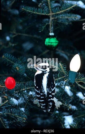 01210-010.18 Pic chevelu (Picoides villosus) femmes en arbre de Noël en hiver, Marion Co. IL Banque D'Images