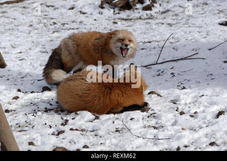 Les renards, Zao Fox Village, Ichi, Miyagi Prefecture, Japan Banque D'Images