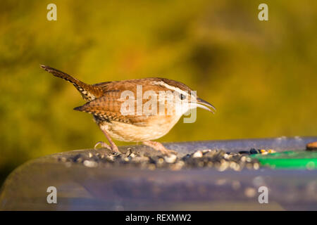 01323-00901 Troglodyte de Caroline (Thryothorus ludovicianus) dans le bac d'alimentation des oiseaux, Marion Co. IL Banque D'Images