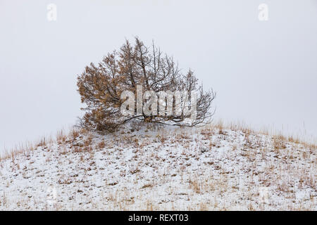 Rocky Mountain Juniper Juniperus scopulorum, arbres brûlés par le feu, on a snowy mars Jour de l'unité sud du Parc National Theodore Roosevelt, Banque D'Images