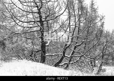 Rocky Mountain Juniper Juniperus scopulorum, arbres brûlés par le feu, on a snowy mars Jour de l'unité sud du Parc National Theodore Roosevelt, Banque D'Images