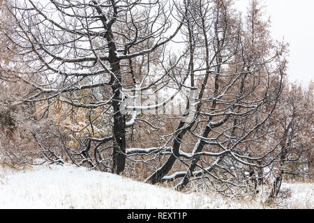 Rocky Mountain Juniper Juniperus scopulorum, arbres brûlés par le feu, on a snowy mars Jour de l'unité sud du Parc National Theodore Roosevelt, Banque D'Images