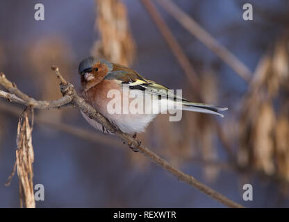 Portrait d'un oiseau - Chaffinch (Fringilla coelebs) perché sur une branche d'une forêt d'hiver Banque D'Images