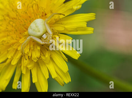 Photo en gros plan de l'araignée Misumena vatia, communément connu sous le nom de Golden-rod, araignée crabe de la famille des Thomisidae Banque D'Images