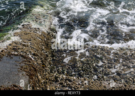 Détail de Alki beach escaliers couverts dans les balanes à marée haute avec une vague d'eau sur les étapes formant des bulles que cela casse Banque D'Images