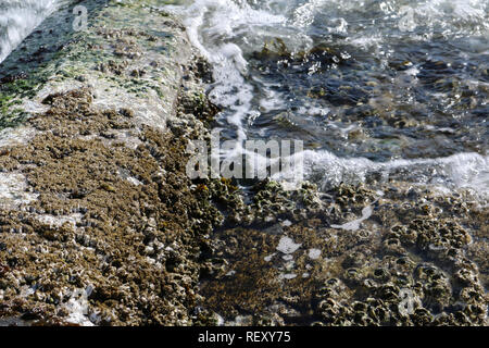 Détail de Alki beach escaliers couverts dans les balanes à marée haute avec une vague d'eau sur les étapes formant des bulles que cela casse Banque D'Images