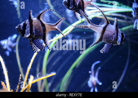 Groupe d'angel tropical exotique poisson dans l'Aquarium de Seattle qui ont des bandes noires avec de petites marques en pointillé blanc Banque D'Images