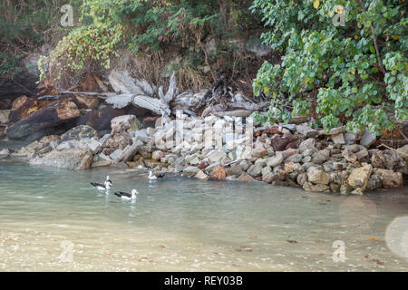 Shelducks Radjah dans la mer de Timor rocks avec Waterfront et de flore à Darwin, Australie Banque D'Images