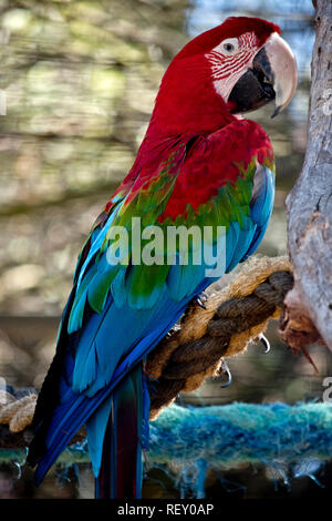 C'est un gros plan d'une croix rouge et vert ou vert de l'ara-winged macaw Banque D'Images
