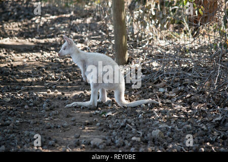 L'albinos joey kangourou est caché dans l'ombre Banque D'Images