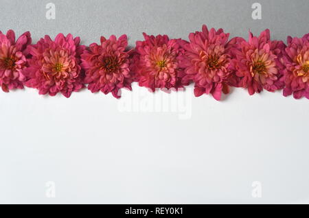 Automne Automne fond floral rouge profond avec chrysantemums sur fond blanc avec l'exemplaire de l'espace. Maquette de carte de vœux et de frontière. Espace de travail de bureau télévision mise en page. Banque D'Images
