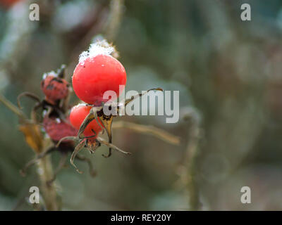 Beaux fruits de rose musquée rouge avec un peu de neige et les branches floues en arrière-plan. Banque D'Images